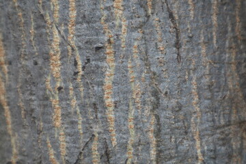 A detailed close-up of tree bark texture, featuring a striking pattern of dark gray and vertical reddish-brown lines. This natural surface provides a rugged and organic background.