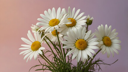 Fototapeta premium daisies on a white background