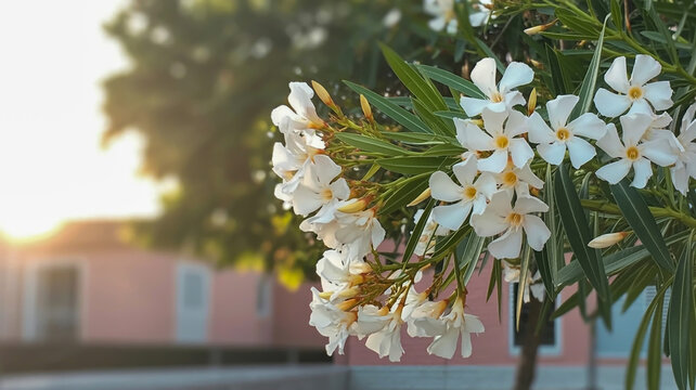A close-up photograph of white oleander flowers in full bloom against a soft, blurred background.