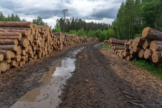 stack of logs at roadside