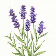 Fototapeta premium Beautiful lavender flowers in bloom with green leaves on a soft white background for nature and gardening enthusiasts