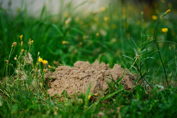 Small dirt mound in grassy flower field