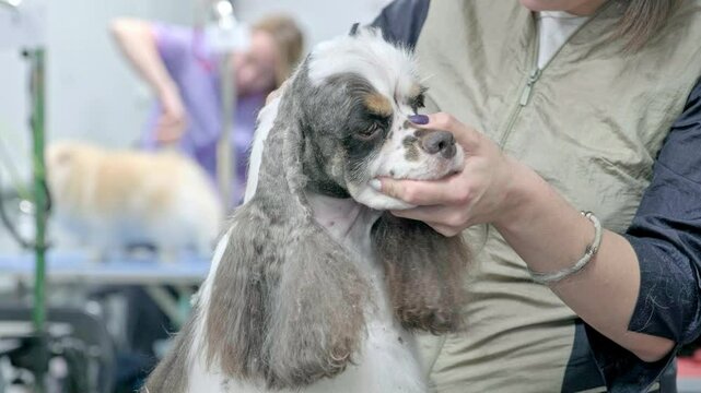 Cutting the head of an American Cocker spaniel with grooming scissors. Close-up