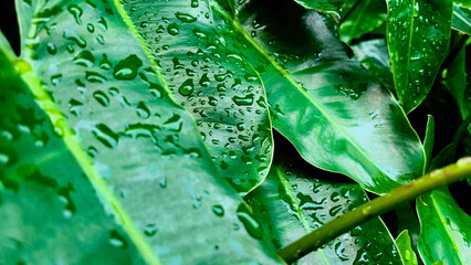 Close-up of fresh blushing philodendron leaves with water droplets, showcasing vibrant green foliage and natural tropical texture. Perfect for nature, gardening, or plant-themed designs. © aryamhrdk16