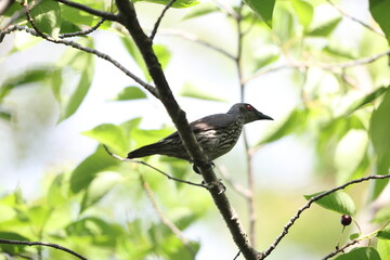 Asian glossy starling (Aplonis panayensis) is a species of starling in the family Sturnidae.This photo was taken in Japan.