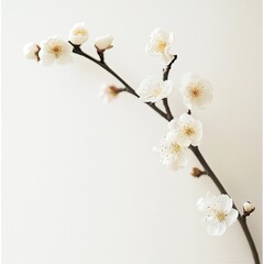 Delicate white blossoms on a slender branch against a minimalist background
