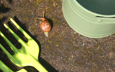 Snail crawls on watering can. Garden and Nature. Pests and tools. 