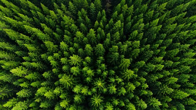 Aerial Top View of a Dense Green Coniferous Forest Creating Natural Patterns Emphasizing Environmental Conservation
