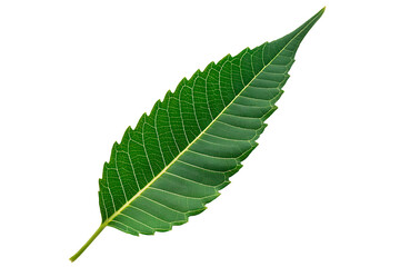 Neem green leaf isolated on white background