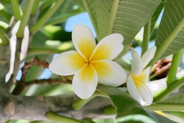 Plumeria alba flower