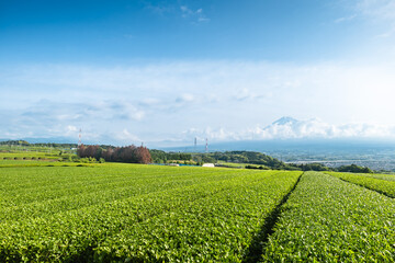 静岡県富士市にある岩本山の緑茶の茶畑と富士市街並みと富士山