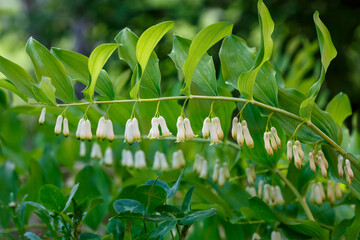 Polygonatum , or sindric , or Solomon's seal ( Latin- Polygonatum ) is a genus of plants in the Asparagus family ( Asparagaceae )