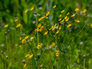Buttercup ( Latin- Ranunculus acris ) is a herbaceous plant , the type species of the genus Buttercup of the Buttercup family ( Ranunculaceae )