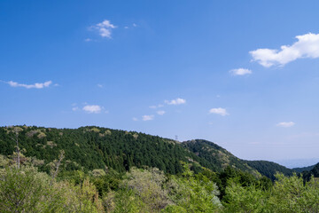 Naklejka premium 新緑と空