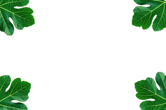 fig leaf frame isolated transparent background png