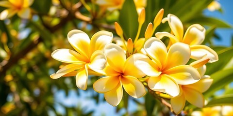 Fototapeta premium Close-up of vibrant yellow and white frangipani blossoms on a tree in natural sunlight, wildlife, yellow flower