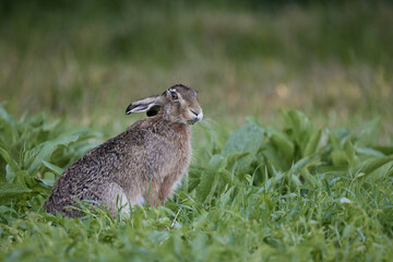 A wild rabbit sits in long green grass