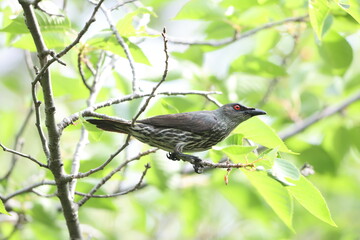 Asian glossy starling (Aplonis panayensis) is a species of starling in the family Sturnidae.This photo was taken in Japan.