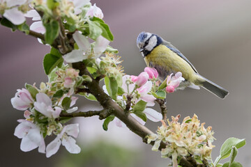 A blue tit bird on a branch of an apple tree ful of blossoming flowers.
