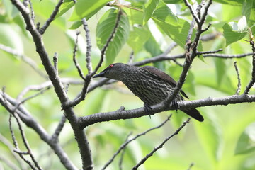 Asian glossy starling (Aplonis panayensis) is a species of starling in the family Sturnidae.This photo was taken in Japan.