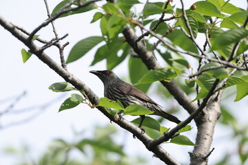 Asian glossy starling (Aplonis panayensis) is a species of starling in the family Sturnidae.This...
