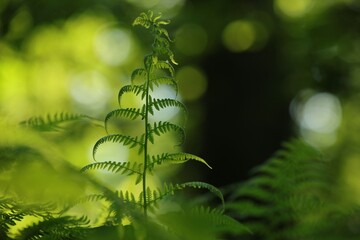 Fern in the forest on a sunny spring morning, Poland