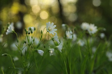 Rabelera - Stellaria holostea blooming in the forest