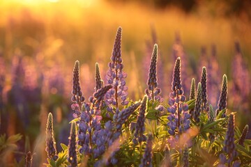 Lupinus perennis - Wild lupine in a meadow during sunset, Poland.