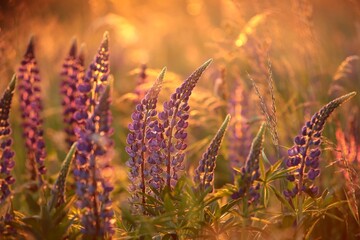 Lupinus perennis - Wild lupine in a meadow during sunset, Poland.
