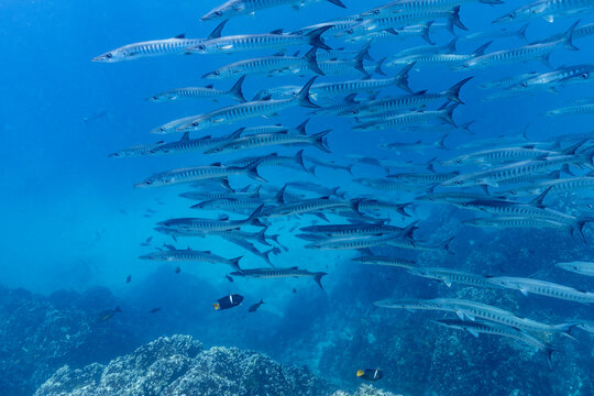 A powerful formation of great barracudas