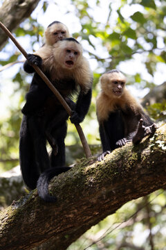 three white-faced capuchin monkeys on a tree