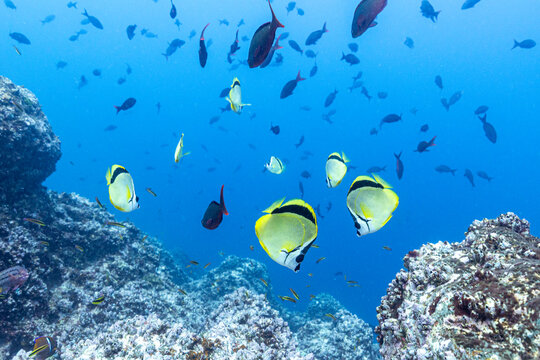 A vibrant school of barberfish