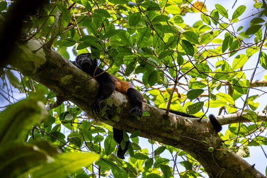 Howler Monkey Resting in the Canopy Shade
