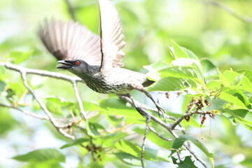 Asian glossy starling (Aplonis panayensis) is a species of starling in the family Sturnidae.This photo was taken in Japan.