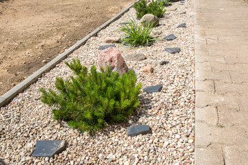 element of landscape design with low-growing coniferous shrub planted among gravel backfill. On the...