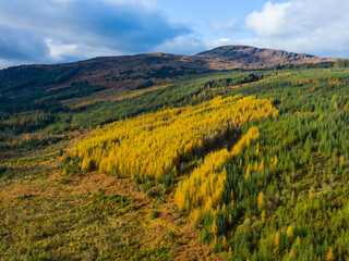 Aerial view of larch and spruce trees in autumn, Galloway Forest, Dumfries & Galloway, Scotland