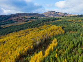 Aerial view of larch and spruce trees in autumn, Galloway Forest, Dumfries & Galloway, Scotland