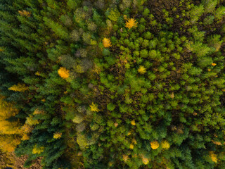 Aerial view of larch and spruce trees in autumn, Galloway Forest, Dumfries & Galloway, Scotland