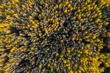 Aerial view of larch and spruce trees in autumn, Galloway Forest, Dumfries & Galloway, Scotland