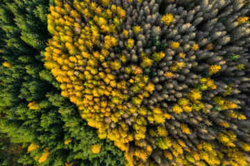 Aerial view of larch and spruce trees in autumn, Galloway Forest, Dumfries & Galloway, Scotland