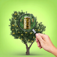 Branch of olive tree with olive fruits & close-up shot of glass jar of olives pickle under a magnifying glass in hand.