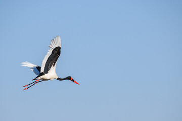 Saddle-billed Stork, Ephippiorhynchus senegalensis, in flight, Bushman Plains, Okavanago Delta, Botswana