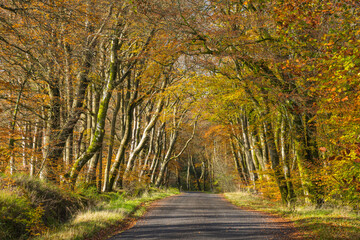 Avenue of beech trees between Laurieston and Gatehouse of Fleet, Dumfries & Galloway, Scotland