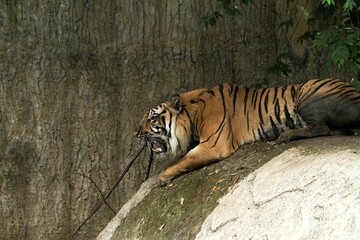 Side view of a Sumatran tiger relaxing on a rock