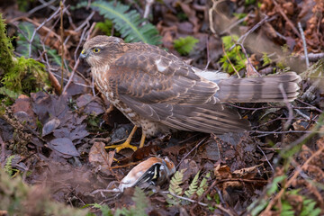 Juvenile Sparrowhawk, Accipiter nisus, with dead Chaffinch,  Dumfries & Galloway, Scotland