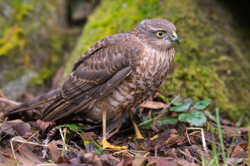 Juvenile Sparrowhawk, Accipiter nisus,  Dumfries & Galloway, Scotland