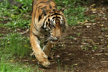 Sumatran tiger looks like it is walking around while looking ahead
