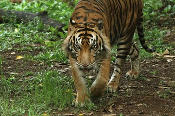 Sumatran tiger looks like it is walking around while looking ahead
