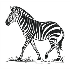 Fototapeta premium silhouette zebra on white background