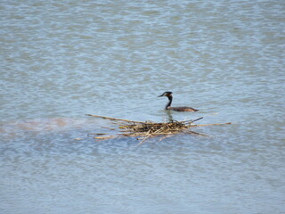 Great crested grebe swimming next to a nest